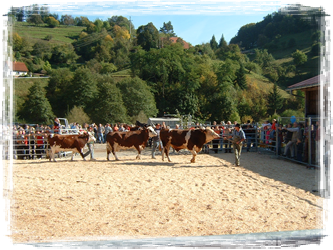 Weideviehmarkt in Wies