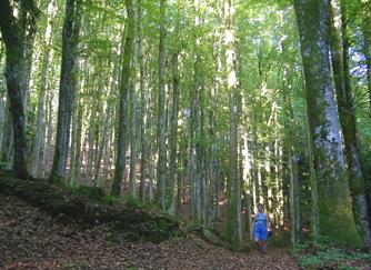 Wald Demberg Kleines Wiesental